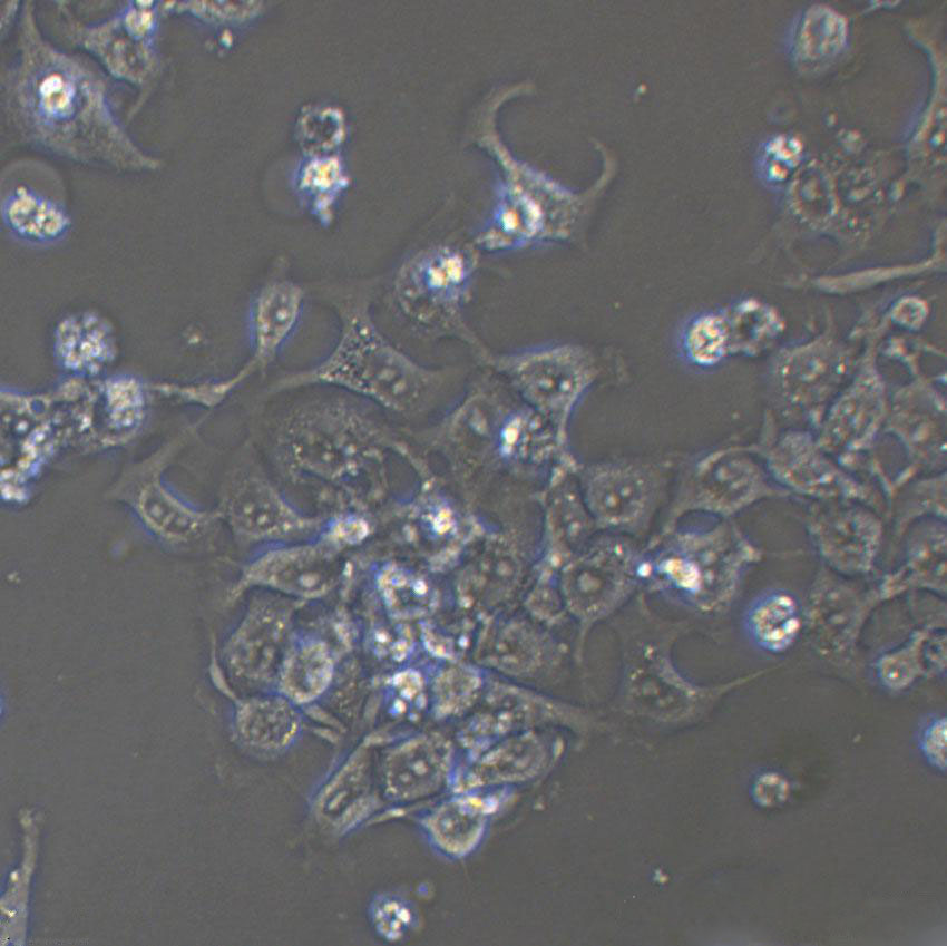 NSC-34 Cells|鼠神经元克隆细胞