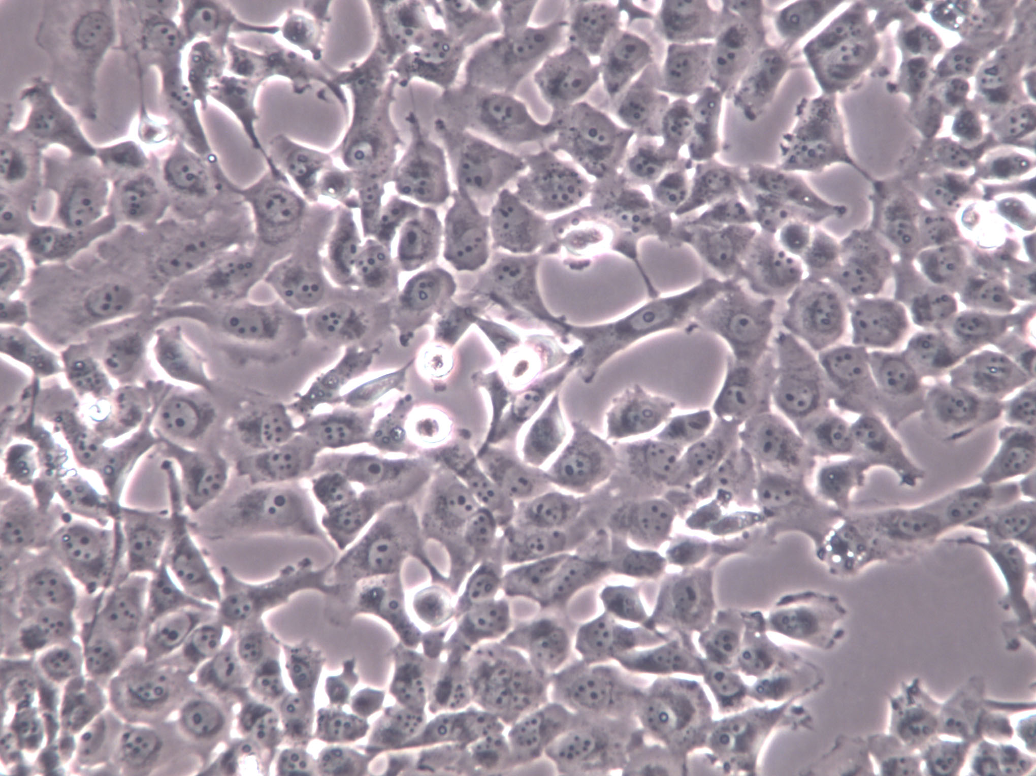 hTERT-RPE1 Cells|人视网膜色素上皮克隆细胞