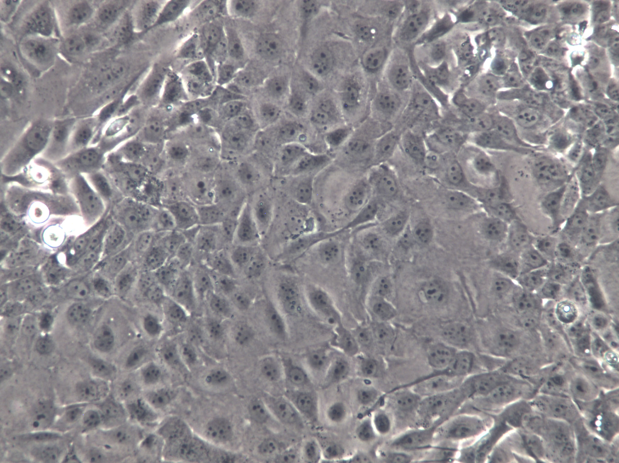 DLM8 Cells(赠送Str鉴定报告)|C3H小鼠骨肉瘤细胞