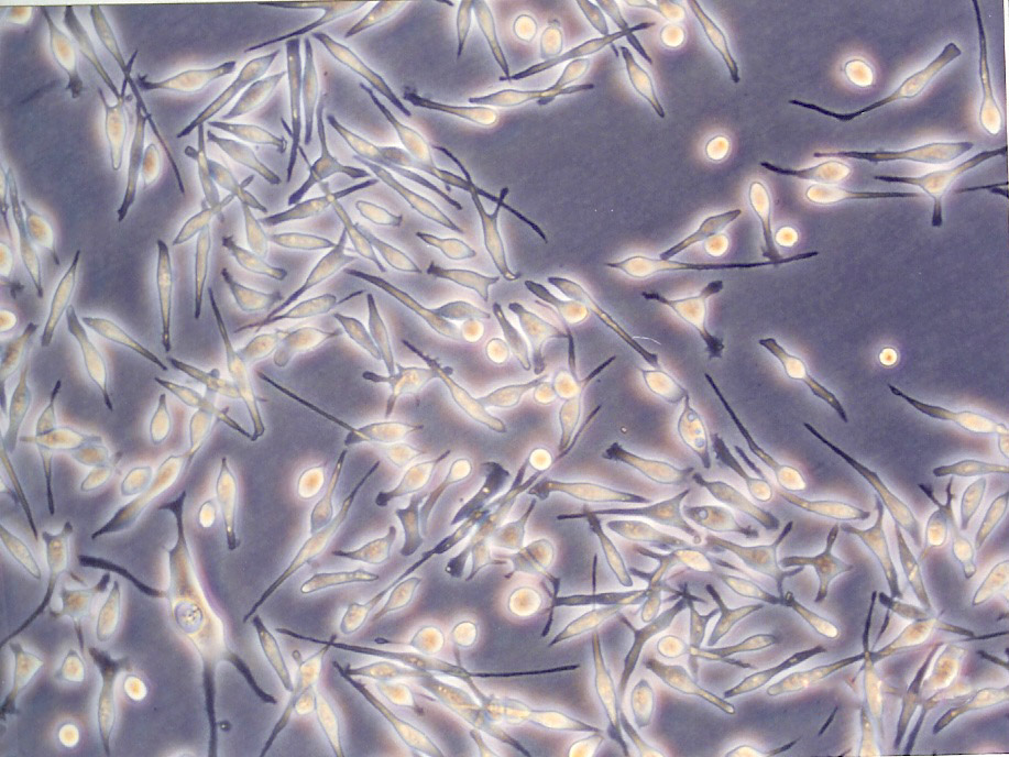 IB-RS-2 Cells(赠送Str鉴定报告)|猪肾细胞