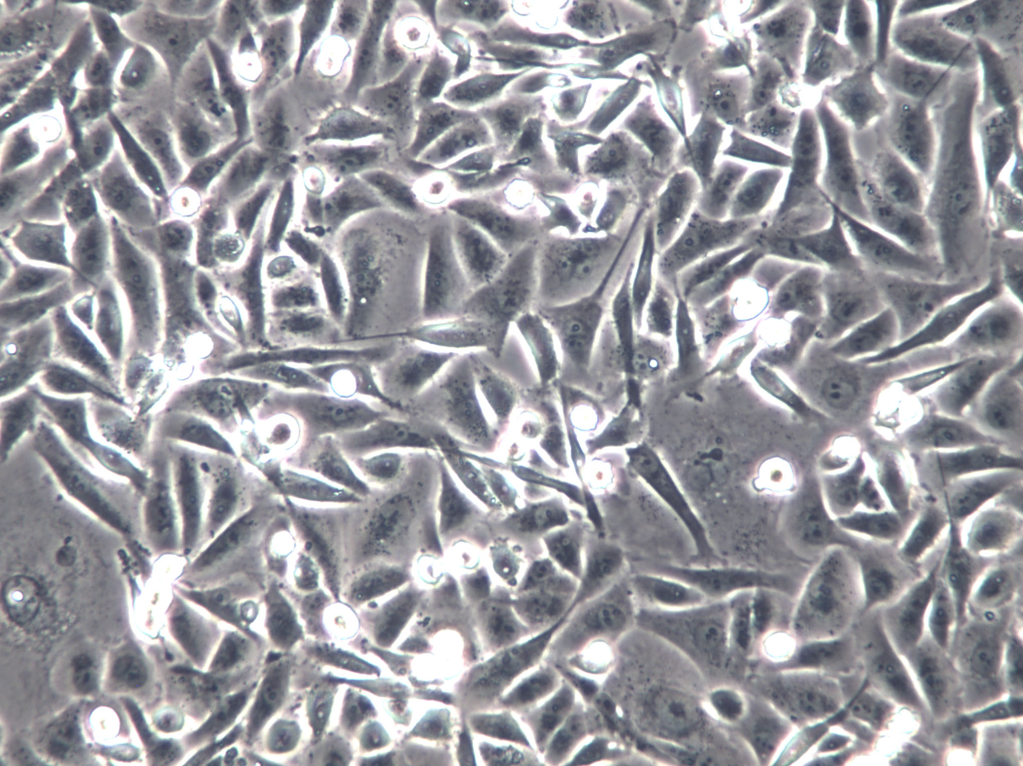 RPTEC/TERT1 Cells|人肾近端小管上皮克隆细胞