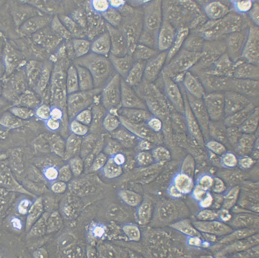 HPDE6c7 Cells|人正常胰腺导管上皮克隆细胞