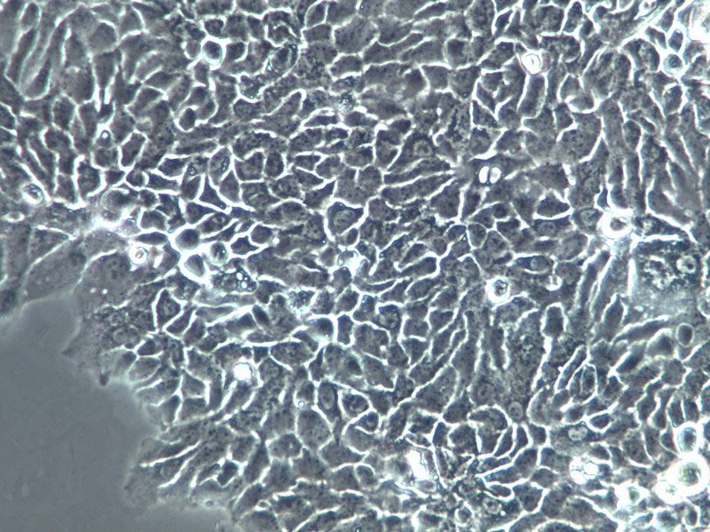 SW1222 Cells|人结肠癌克隆细胞