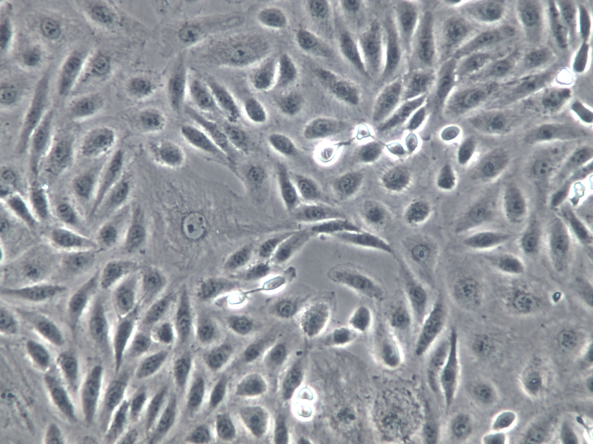 NCI-H157 Cells(赠送Str鉴定报告)|人非小细胞肺腺癌细胞