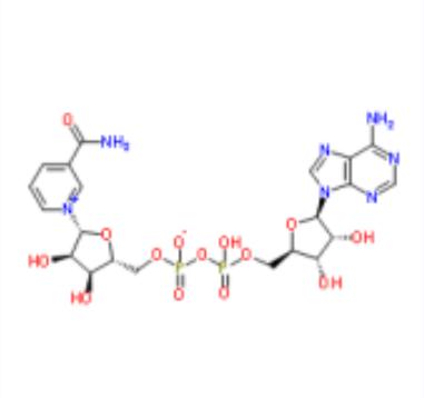 β-烟酰胺腺嘌呤二核苷酸