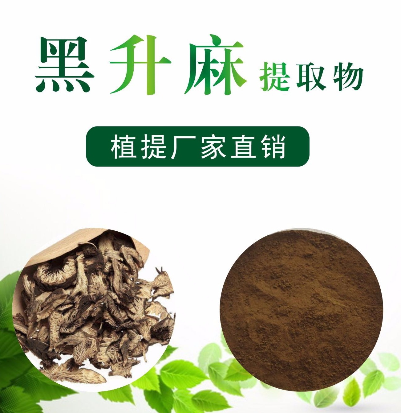 黑升麻提取物