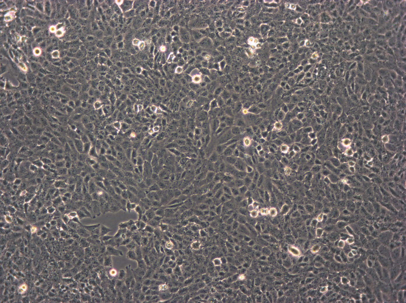 RLE-6TN Cells|大鼠肺泡Ⅱ型可传代细胞系