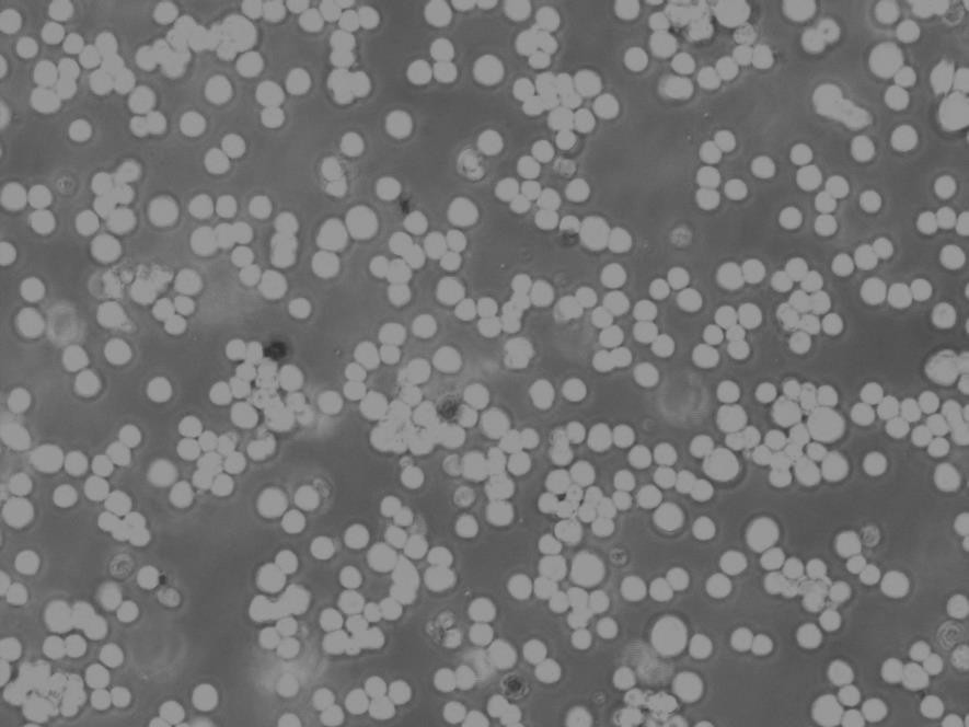 OCI-Ly3 Cells|人弥漫大B细胞淋巴瘤可传代细胞系