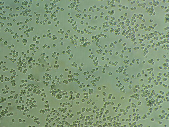 OCI-AML-4 Cells|人急性髓系白血病可传代细胞系