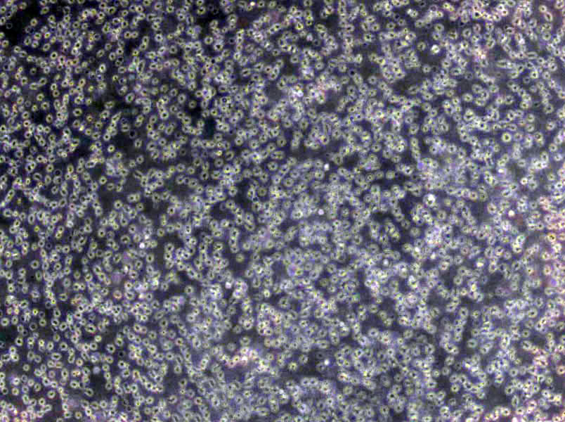 RKO-E6 Cells|结肠癌转基因需消化细胞系