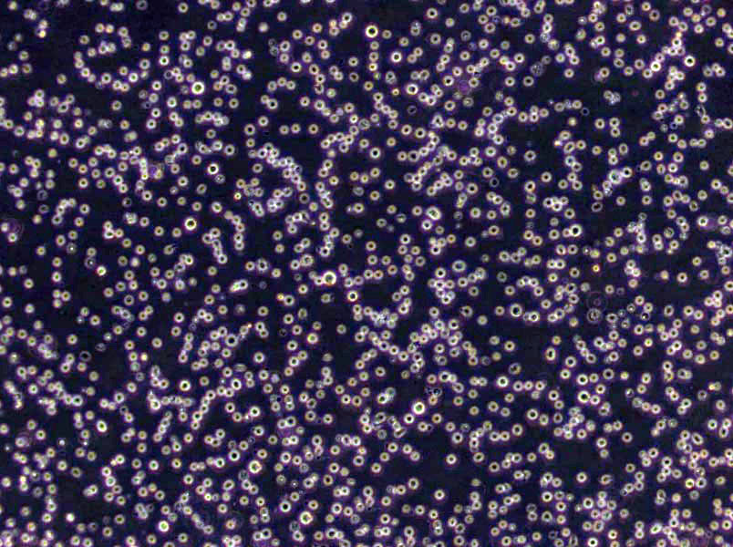 hCMEC/D3 Cells|永生化脑微血管内皮需消化细胞系