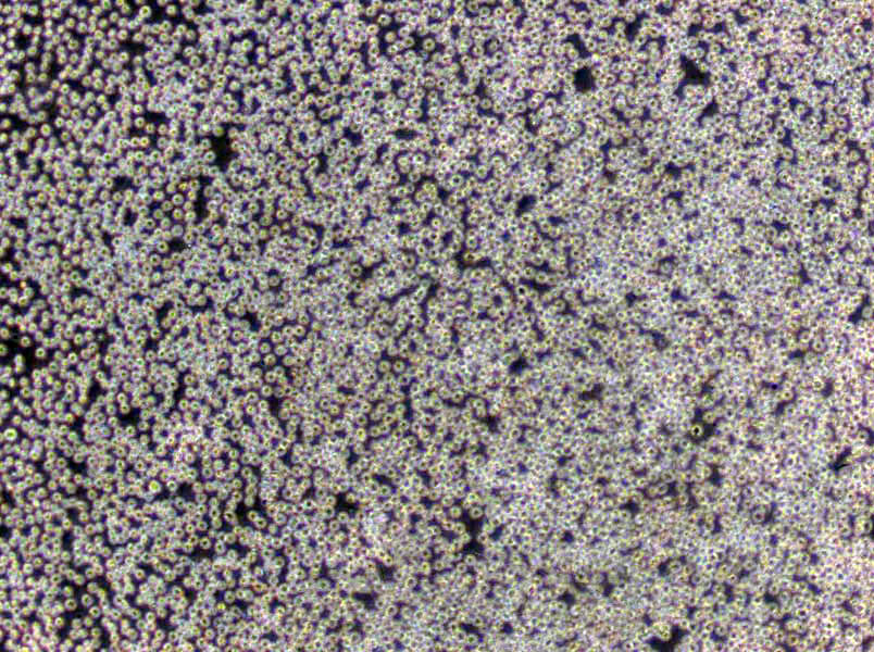 NCI-H2291 Cells(赠送Str鉴定报告)|人肺癌细胞