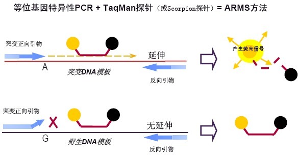 猪葡萄球菌探针法荧光定量PCR试剂盒