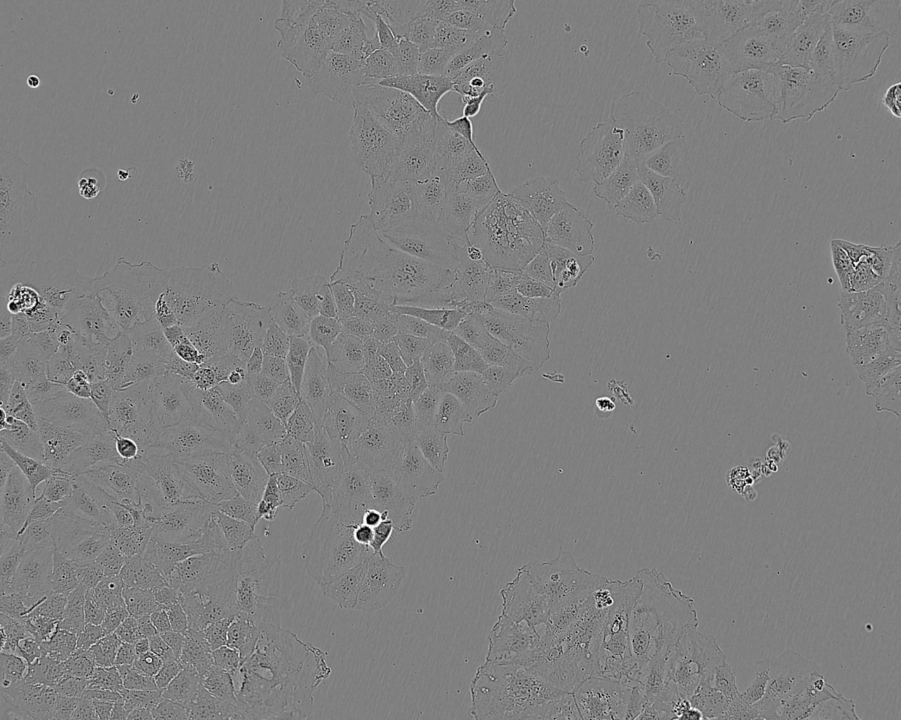 HCEC-12人角膜内皮复苏细胞(附STR鉴定报告)