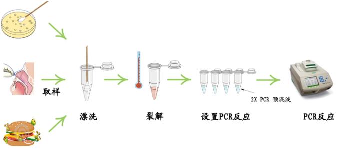 荧光假单胞菌探针法荧光定量PCR试剂盒