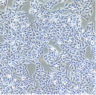 人白血病紫杉醇耐药株HL-60/Taxol