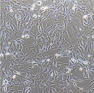 HCV-29人膀胱癌细胞