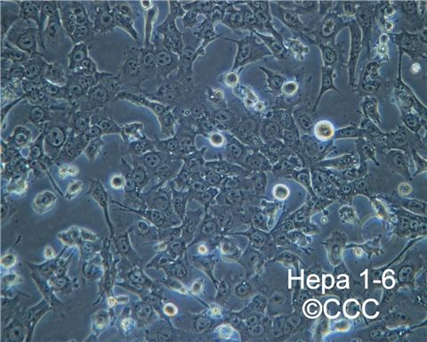 NCI-H2087人非小细胞肺腺癌细胞