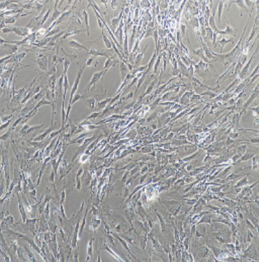 B16F10小鼠黑色素瘤细胞