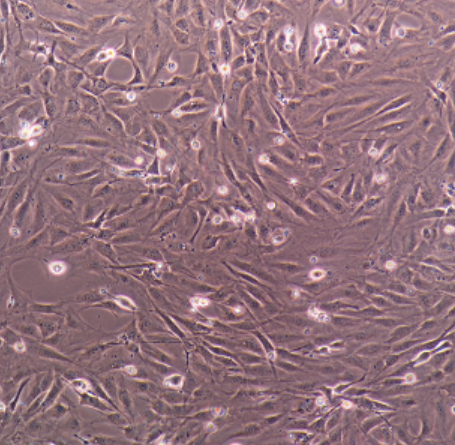 NCI-H1573人肺癌腺癌细胞