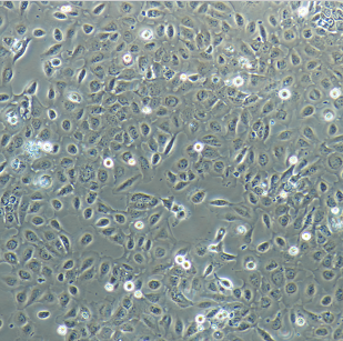 SW403人结肠腺癌细胞