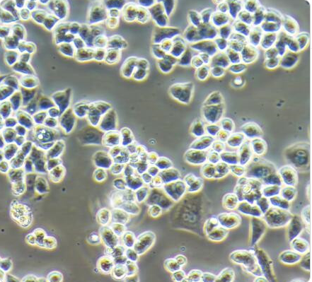 SW1463人结肠腺癌细胞