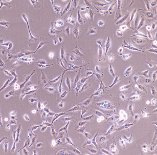 COV434人卵巢颗粒肿瘤细胞