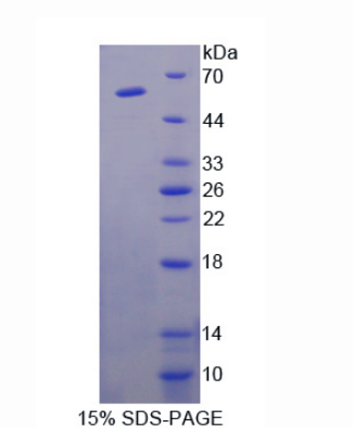 细胞粘附分子1(CADM1)重组蛋白