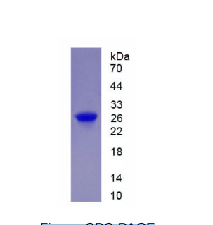 G蛋白β亚基样蛋白(GbL)重组蛋白