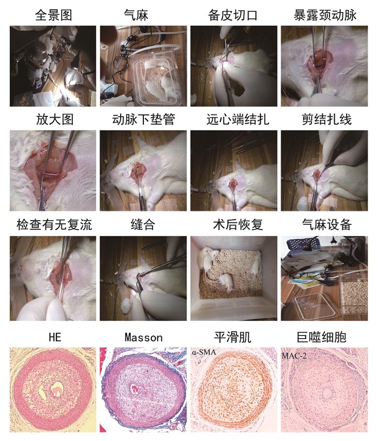 动物模型；动物建模