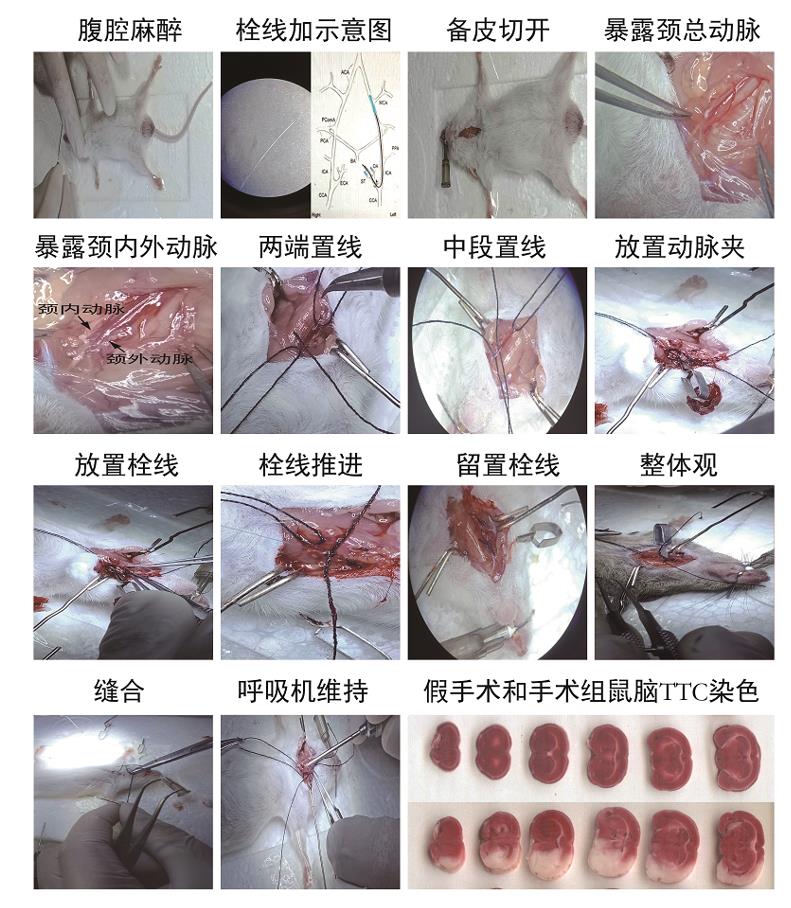 动物模型；动物建模