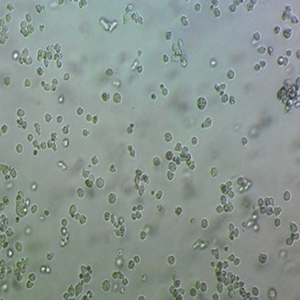 NCI-H358人非小细胞肺细胞