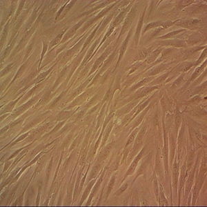 THP-1  Cells