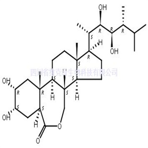 表油菜素内酯