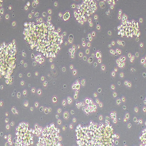 THP-1-LUC（人单核细胞白血病细胞-荧光素酶标记（STR鉴定正确））