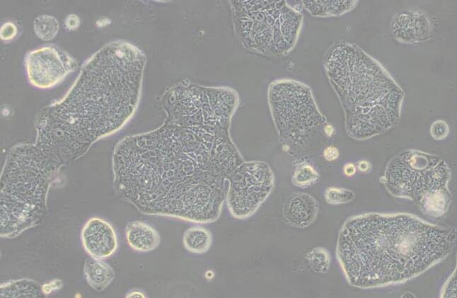 SW1116 (人结肠腺癌细胞) （L15）