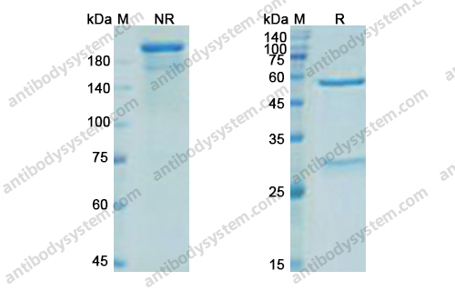 布洛舒单抗 ，Burosumab，anti-FGF23 antibody 抗体