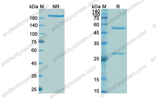 英利昔单抗，Infliximab，anti-TNFA antibody 抗体