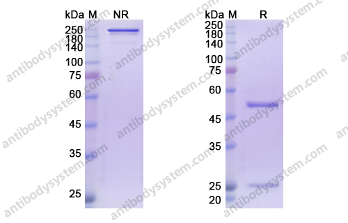 西妥昔单抗，Cetuximab，anti-EGFR antibody 抗体