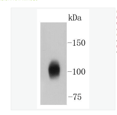 Anti-Sodium Potassium ATPase-钠钾ATP酶蛋白a1重组兔单克隆抗体