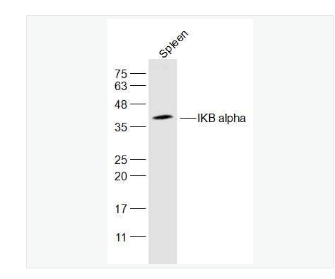 Anti-IKB alpha antibody-核因子κB抑制蛋白α抗体