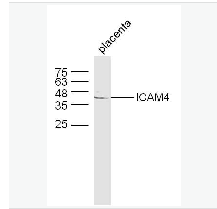 Anti-ICAM4 antibody-细胞间粘附分子4抗体