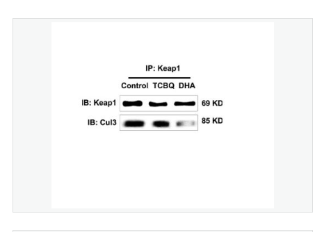 Anti-KEAP1 antibody  -胞质接头蛋白Keap1抗体