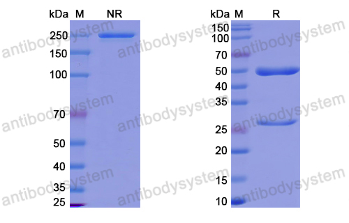 抗体：HPV16 E7/Protein E7 Antibody (Nb27) RVV08904