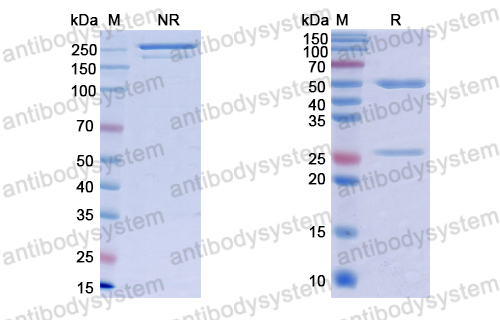 抗体：VSV G/Glycoprotein G Antibody (VI22) RVV09814