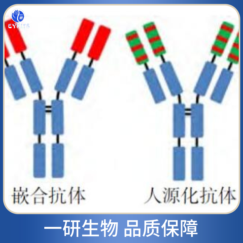 抑制蛋白结构域蛋白1抗体