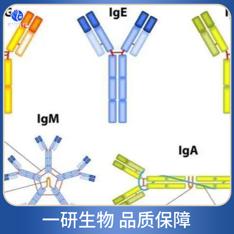 双调蛋白（结肠直肠细胞源性生长因子）抗体