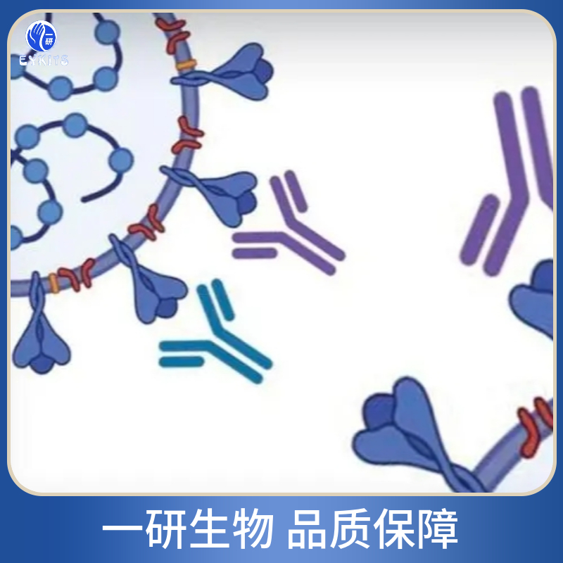 血管紧张素Ⅱ受体相关蛋白抗体