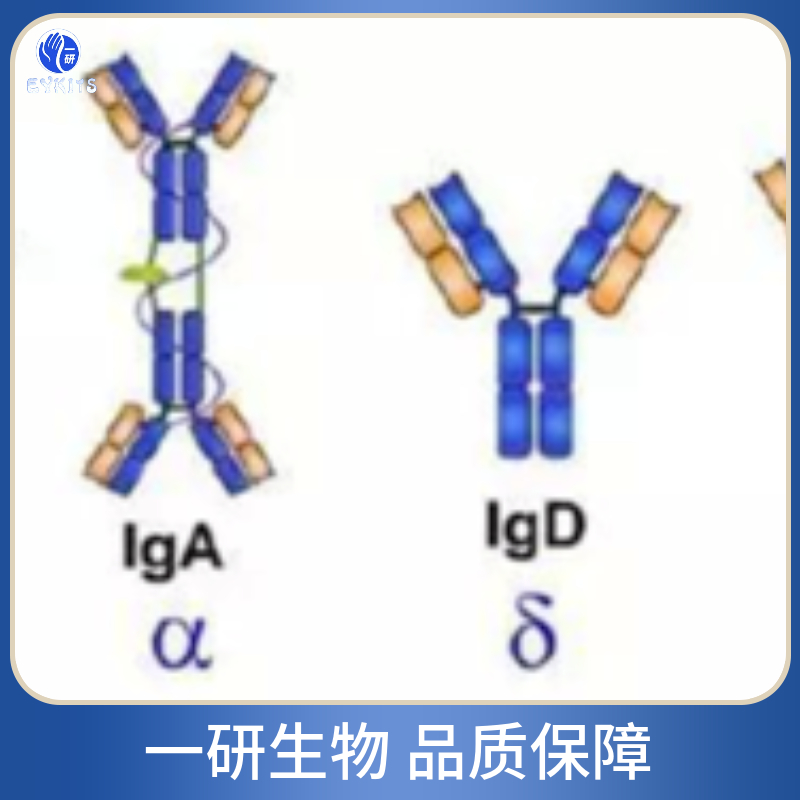 血管紧张素1转换酶抑制剂抗体