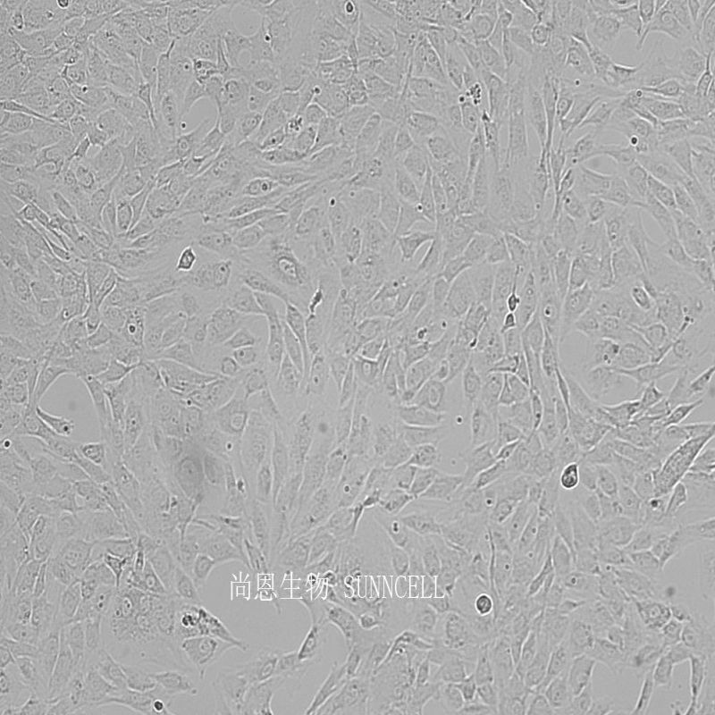 小鼠颅顶前骨细胞